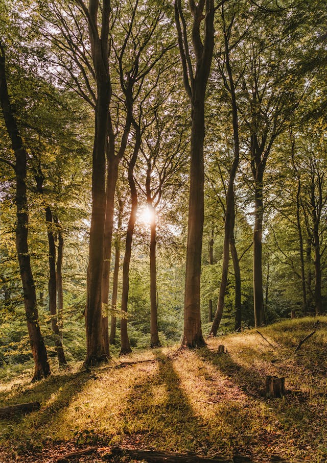 Bæredygtigt træ som fornybart råmateriale