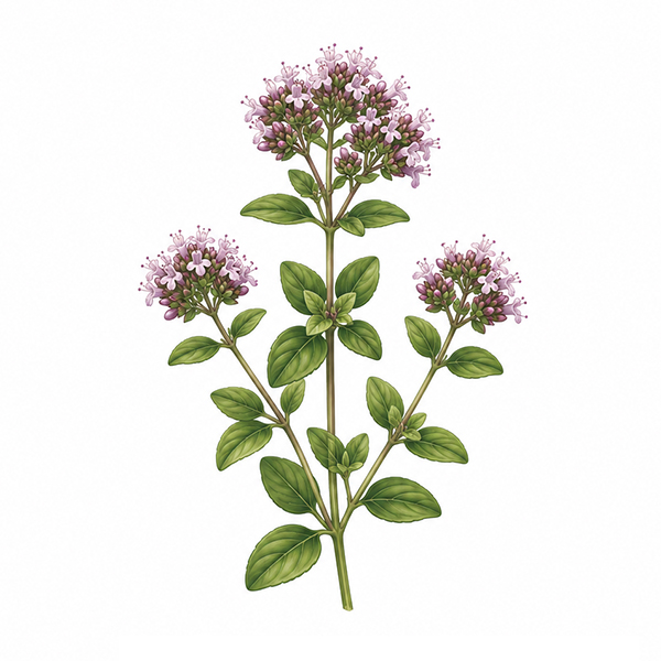 Plantesaet med omslag - Billede 9