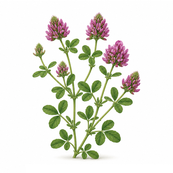 Plantepind med froe - Billede 6