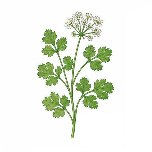 Spire flerfarvet blyant - Billede 10