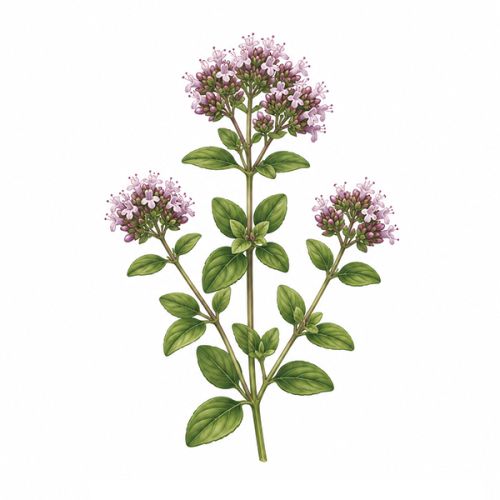 Plantesaet med omslag - Billede 9