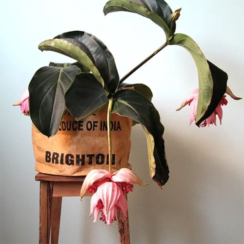 Stor teposekurv - Billede 3